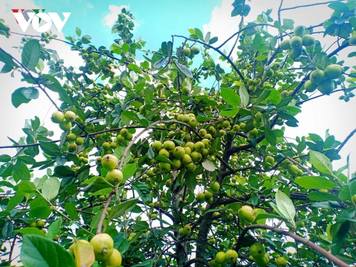 “Săn” cành táo mèo về trang trí dù giá “chát”